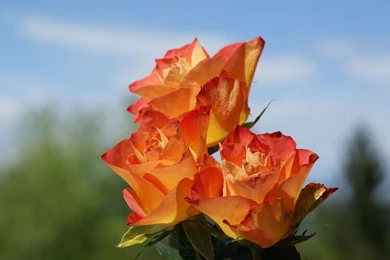 Orange Roses Wallpapers   Flower Wallpapers