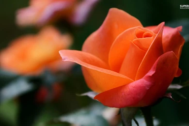 Orange Rose Wallpapers Flower Wallpapers