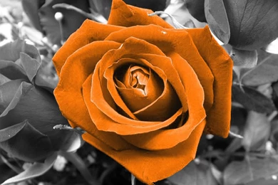 Orange Rose Wallpapers