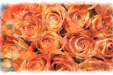 Orange Roses Photos And Wallpapers
