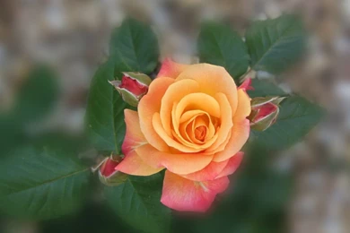Orange_rose_wallpaper_1831.jpg