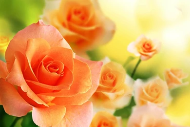 Friendship Flowers Images And Wallpapers Download