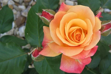 Orange_rose_1280x800_wallpaper_1831.jpg