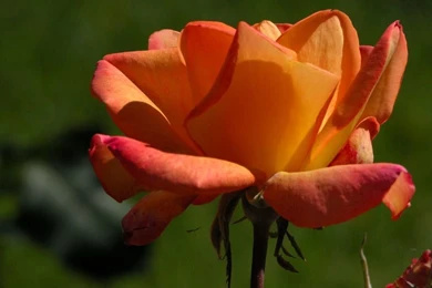 Roses   Flower Wallpapers   Page 2   Crazy Frankenstein