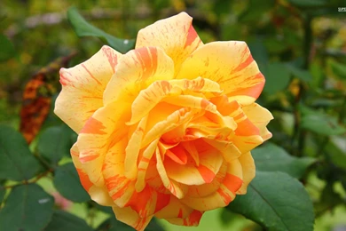 Beautiful Orange Rose Wallpapers   Flower Wallpapers