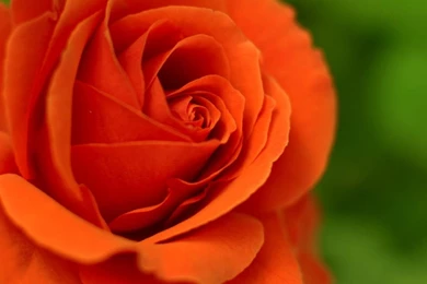 ORANGE ROSE WALLPAPER   (