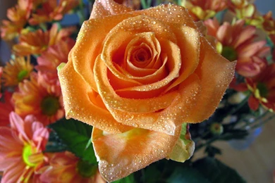 Orange Rose Wallpapers Bouquet New Nature MySpace Wallpapers   Blicer