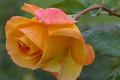 The Orange Rose Wallpapers   (