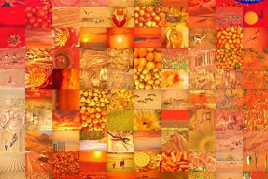 Orange Rose Big Mosaics   Free Photographic Mosaic Wallpapers
