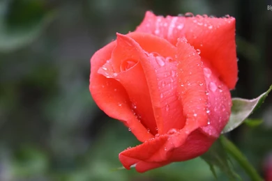 10 Beautiful HD Wallpapers Of Roses