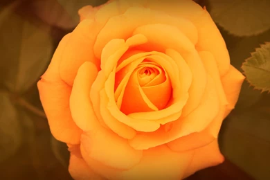 Roses Wallpapers   Barbaras HD Wallpapers