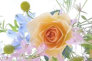 ORANGE ROSE WALLPAPER   (