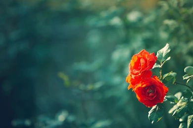 Orange Roses Wallpapers