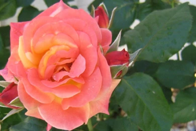 Orange_rose_1280x800_wallpaper_1856.jpg