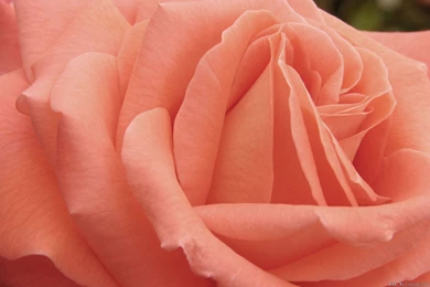 Orange Rose Wallpapers Picture