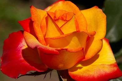 Orange Rose 501250 Wallpapers   (