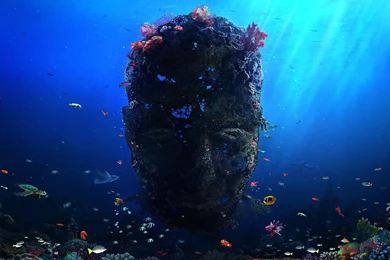 Coral Reef Wallpapers