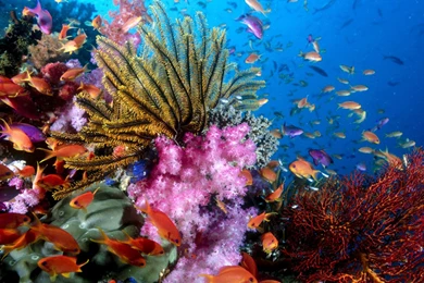 Coral Reef Wallpapers HD desktop WIde.jpeg