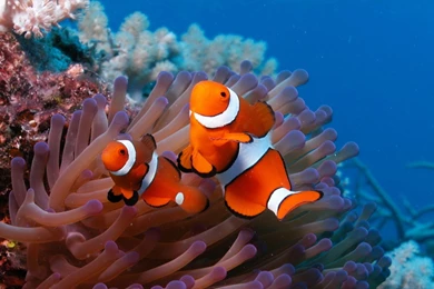 Download Wallpapers 3840x2160 Sea, Reef, Coral, Fish, Sea Anemones ...