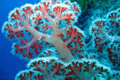 Coral Reef Wallpapers Pictures 6339 3072x2304 Px ~ WallpaperFort.com