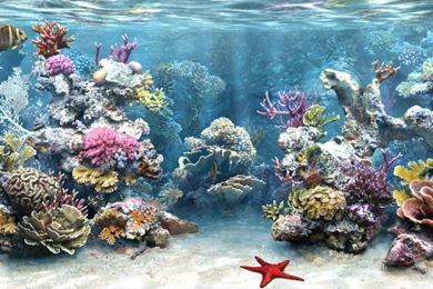 Gallery For 3d Coral Reef Backgrounds