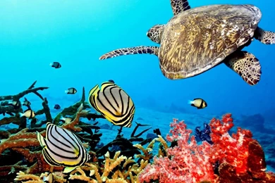 Ocean Turtle Desktop Backgrounds Wallpapers   DreamLoveWallpapers