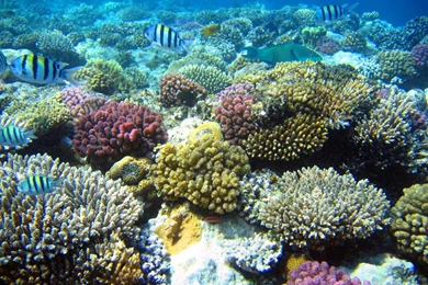 Coral Reef Wallpapers 150x150 Beautiful Coral Reef HD Wallpapers Nature
