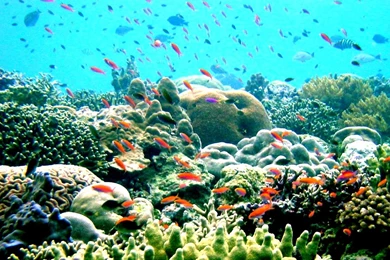 HD Great Barrier Reef Wallpapers desktop1.jpg