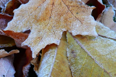 MLeWallpapers.com   Frosty Fall Leaves I