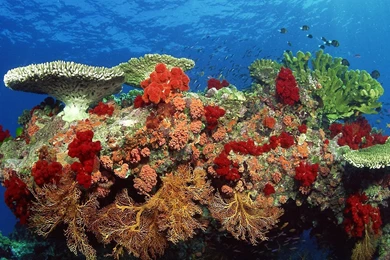 Coral Reef Wallpapers