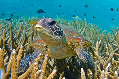Turtle On Coral Reef   (