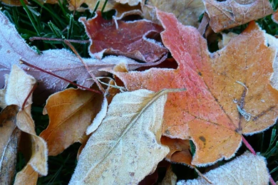 MLeWallpapers.com   Frosty Fall Leaves IV