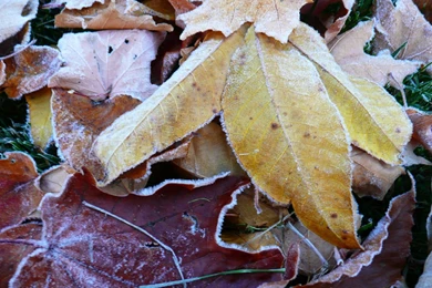 MLeWallpapers.com   Frosty Fall Leaves II