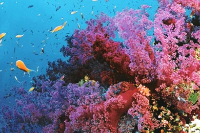 Great barrier reef 2 Download.jpg