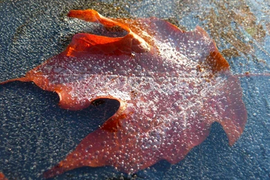 MLeWallpapers.com   Frozen Red Maple Leaf