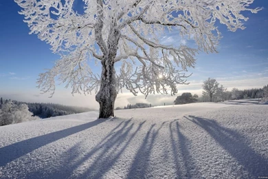 Winter desktop backgrounds wallpapers