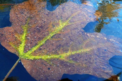 MLeWallpapers.com   Frozen Fall Maple Leaf I