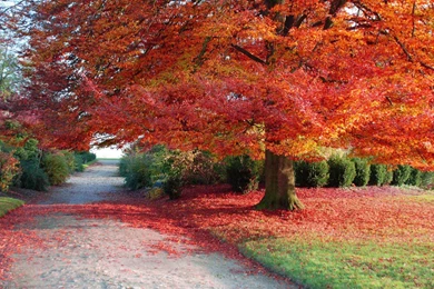 Autumn Winter Leaf Desktop Wallpapers 20142880x1800 HD Desktop ...