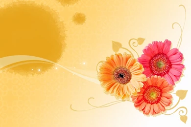 Desktop hd wallpaper orange flowers.jpg