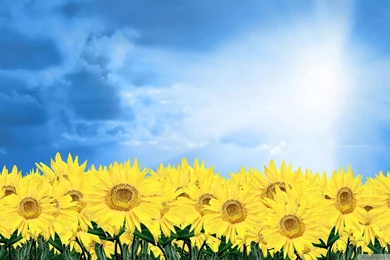 Sunflower Wallpapers Desktop ~ Latest Wallpapers Free Download