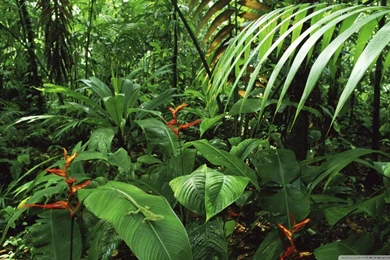 Rainforest With Palms And Heliconia And Female Green Anole Costa ...