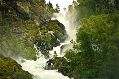 Rain Forest Backgrounds   Wallpapers Cave