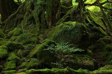 Rainforest HD Desktop Wallpapers : High Definition : Fullscreen ...