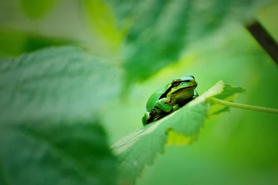 My Little Green World >> HD Wallpaper, Get It Now!