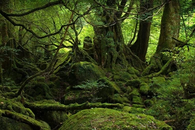 Green World >> HD Wallpaper, Get It Now!