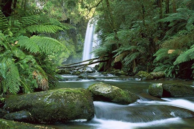 Rainforest Wallpapers Hd   Wallpapers