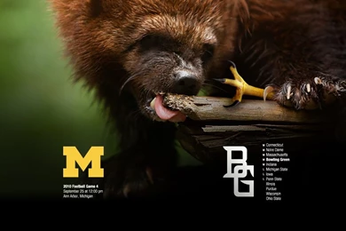 Wolverine Vs. Falcon – 2010 Game 4 – Michigan Football Fan Art