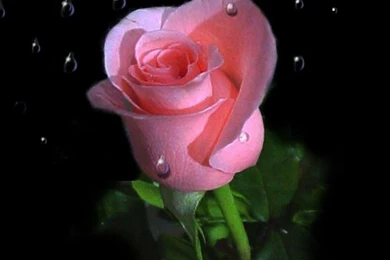 Roses Wallpapers Free Download For Mobile_rose Wallpaper_Hd ...