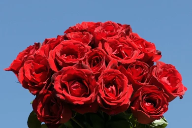 Rose Wallpaper,download Free Wallpaper,free Images