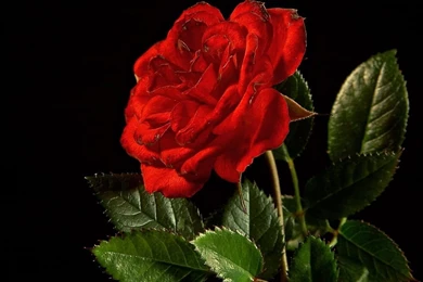 Rose Wallpaper,download Free Wallpaper,free Images